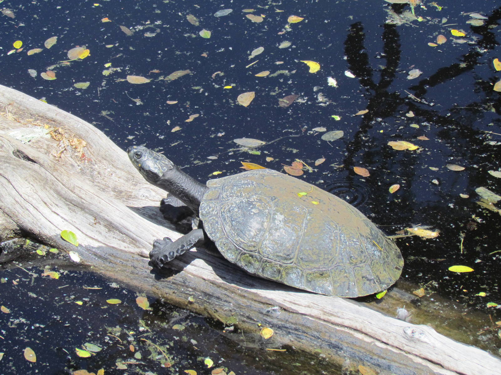 Primate Moats - Turtle