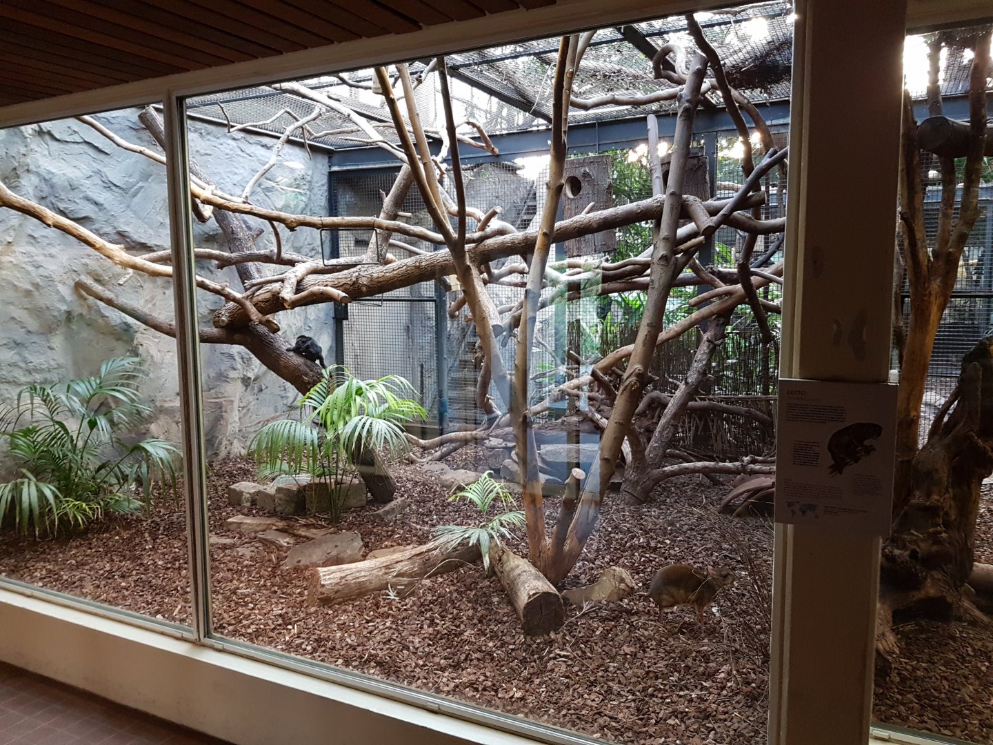 Primate - Mouse deer-enclosure