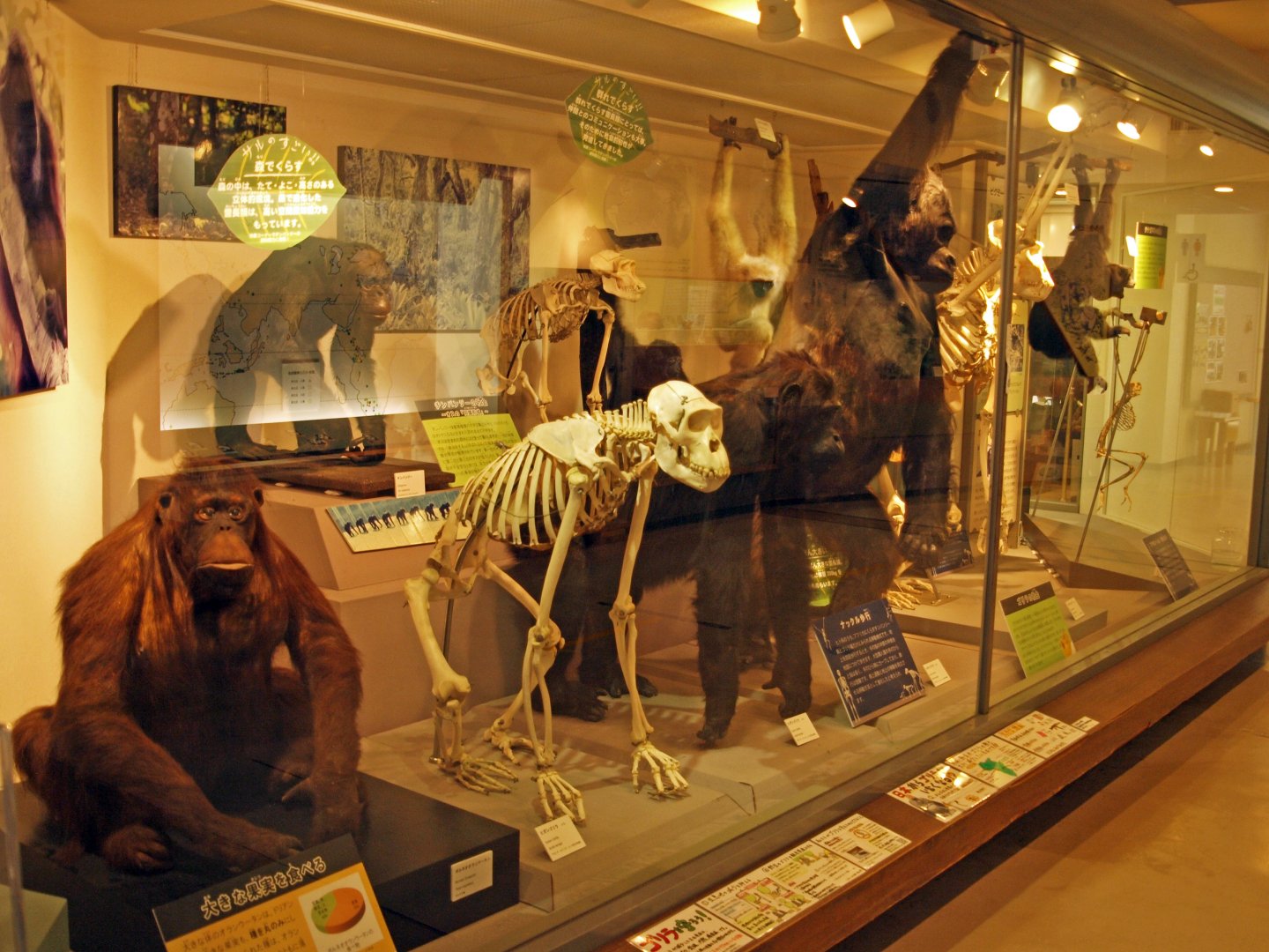 Primate museum