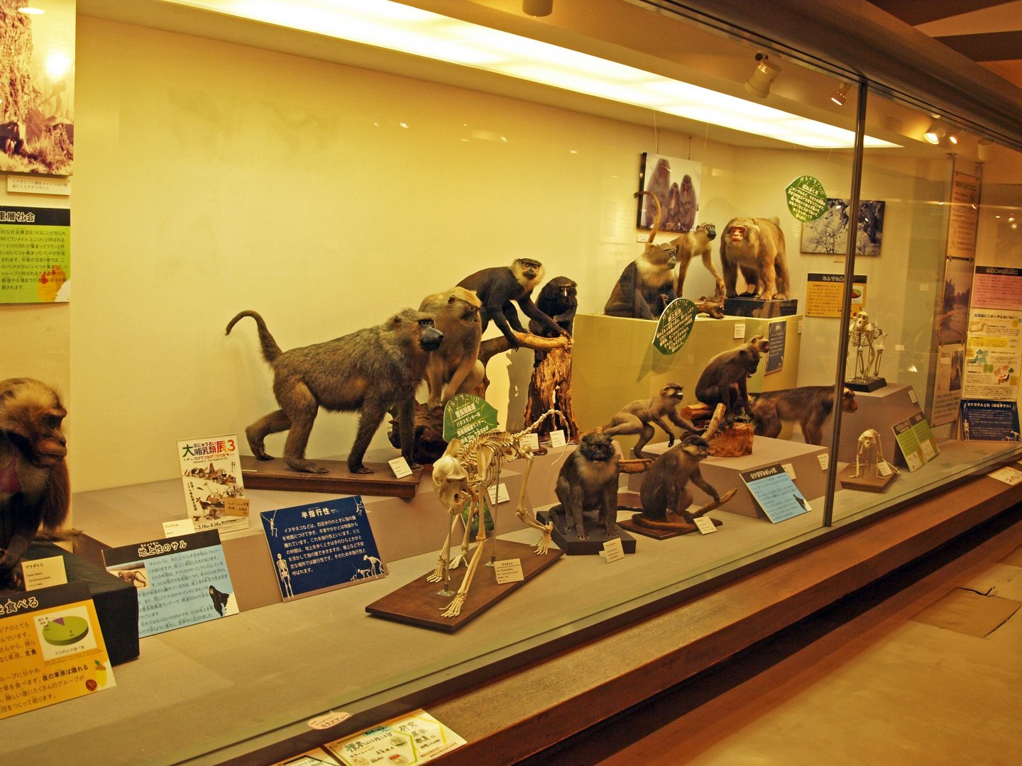 Primate museum