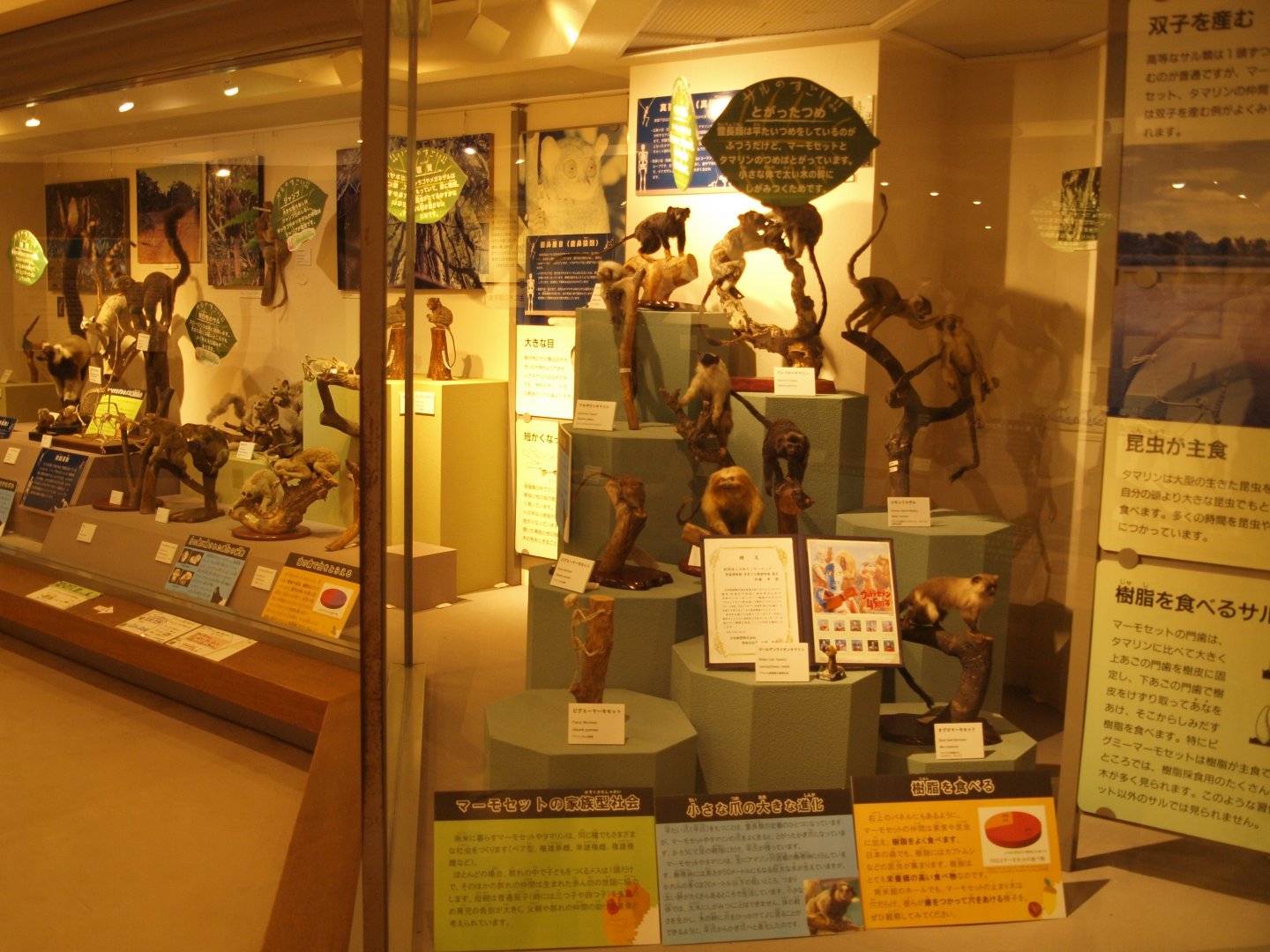 Primate museum