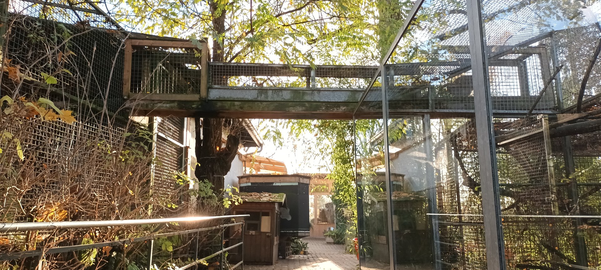 Primate Overhead Tunnel