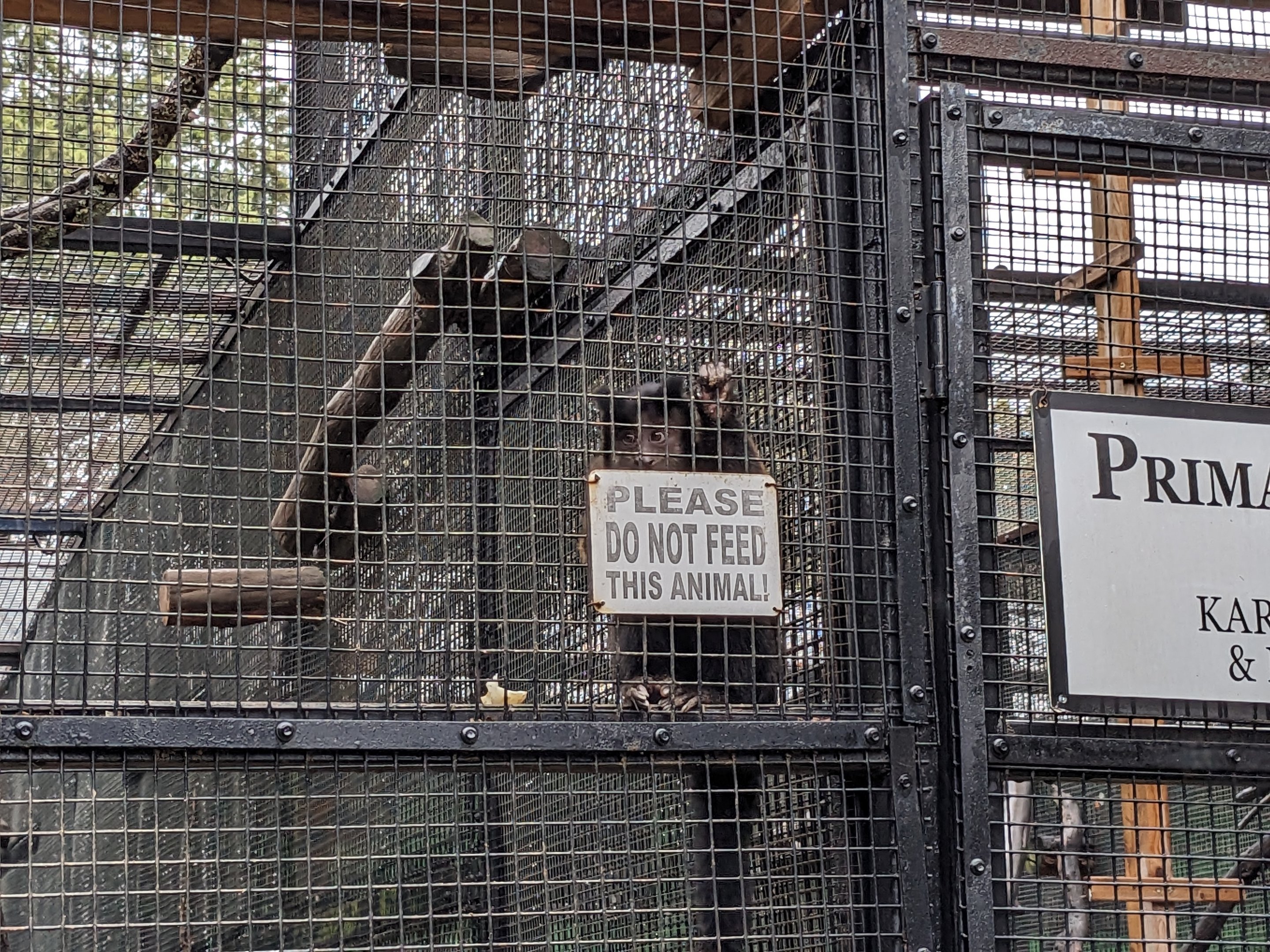 Primate Palace - capuchin monkey