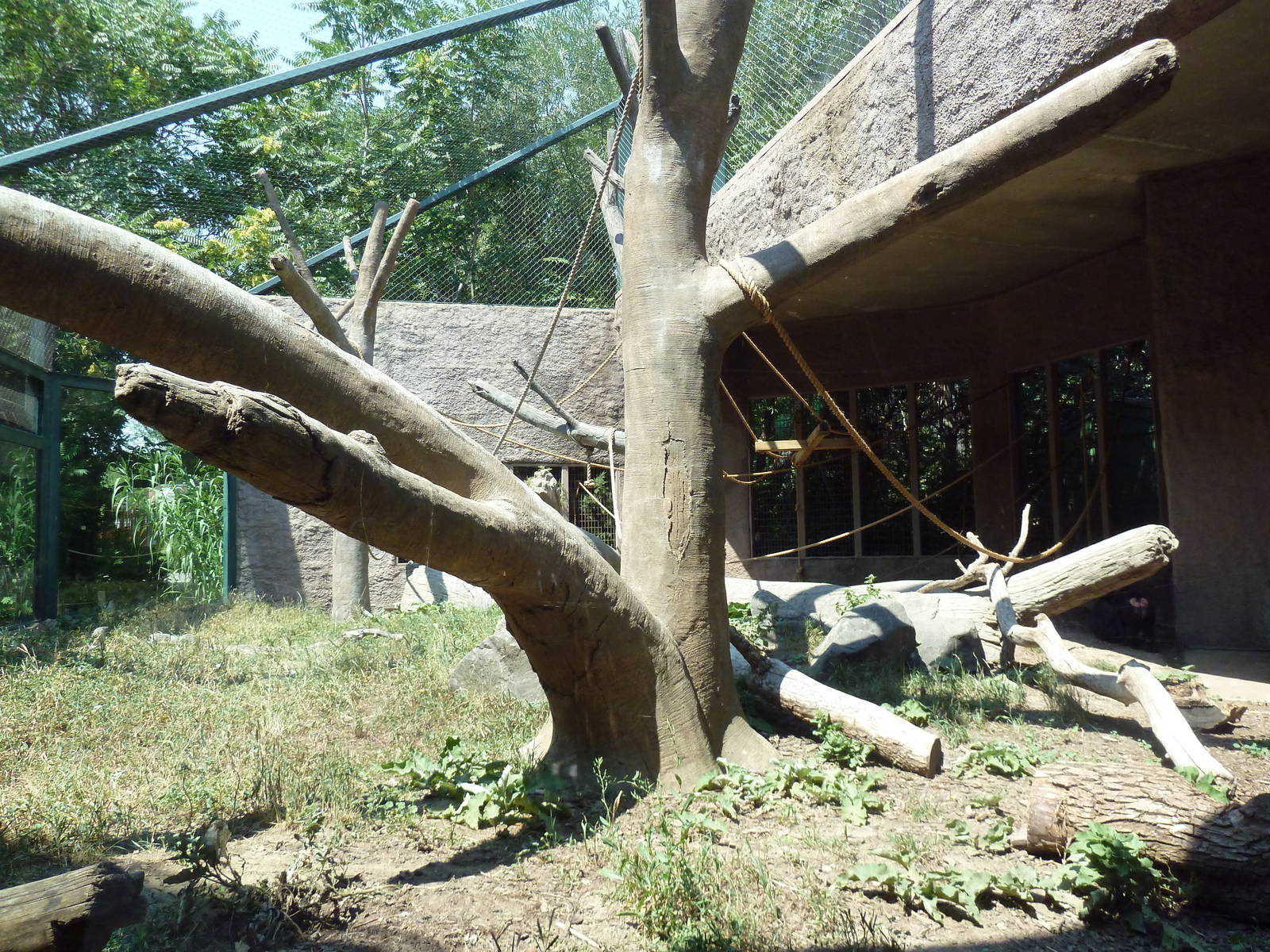 Primate Panorama - Black-Crested Macaque Exhibit