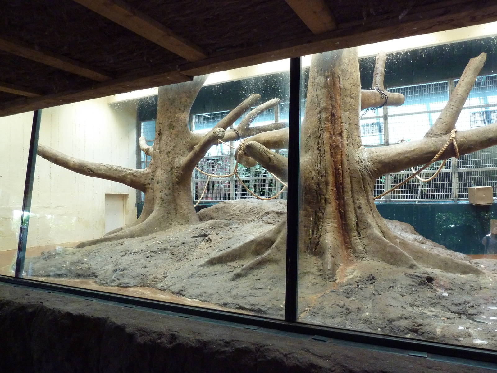 Primate Panorama - Black-Crested Macaque Indoor Exhibit