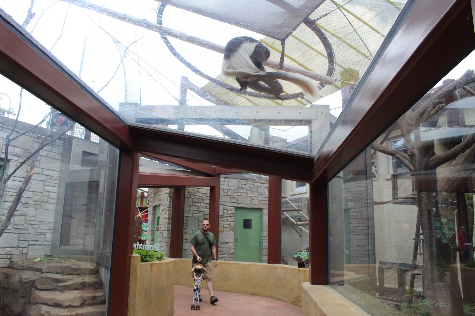 Primate Panorama (Colobus) - Primate Canopy Trails