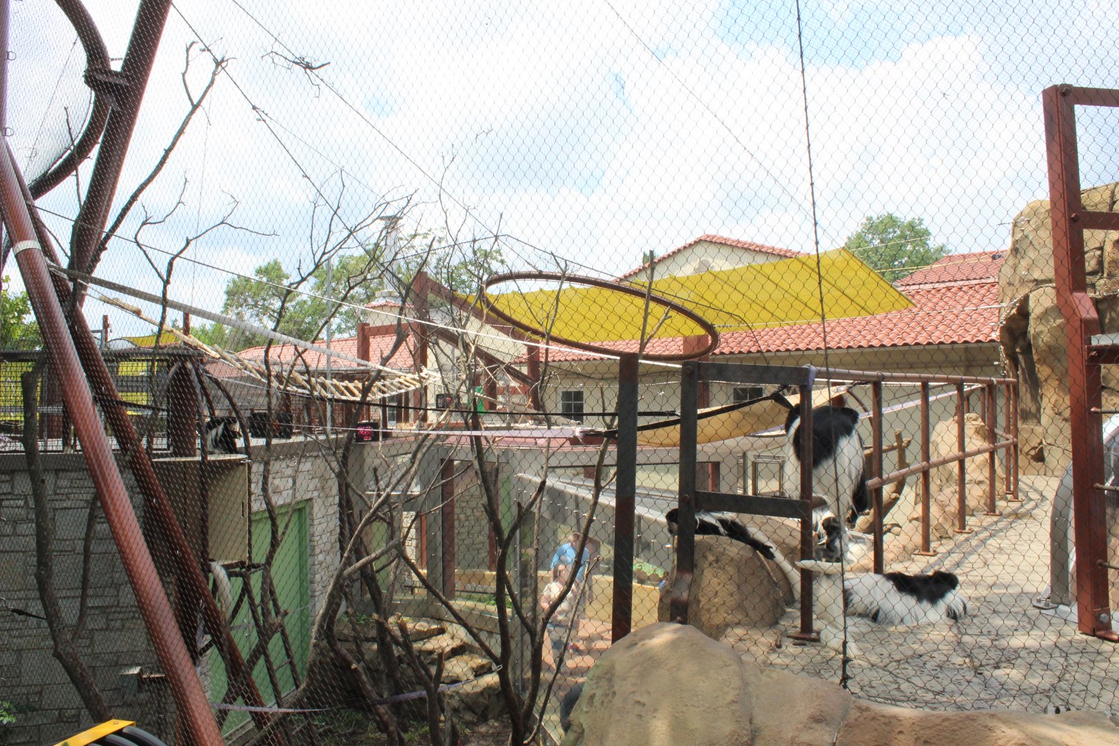 Primate Panorama (Colobus) - Primate Canopy Trails