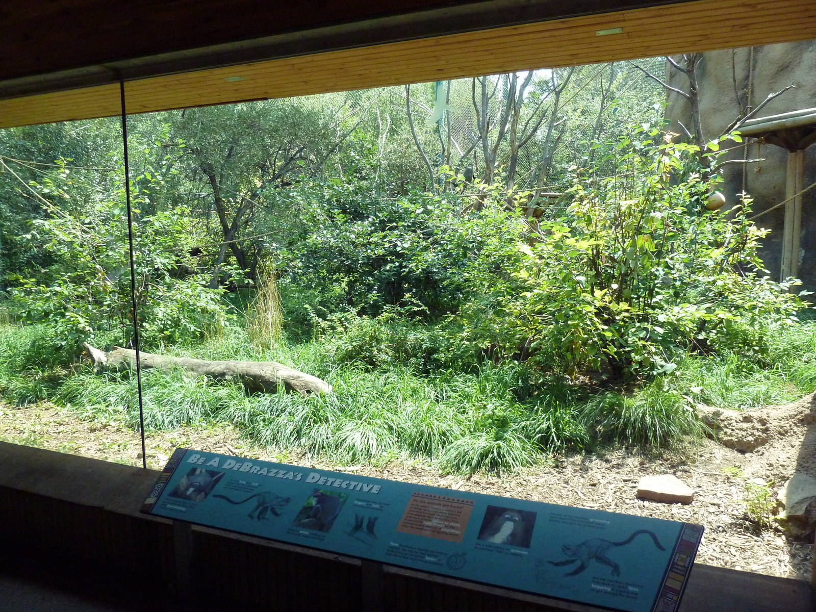 Primate Panorama - DeBrazza's Guenon Exhibit