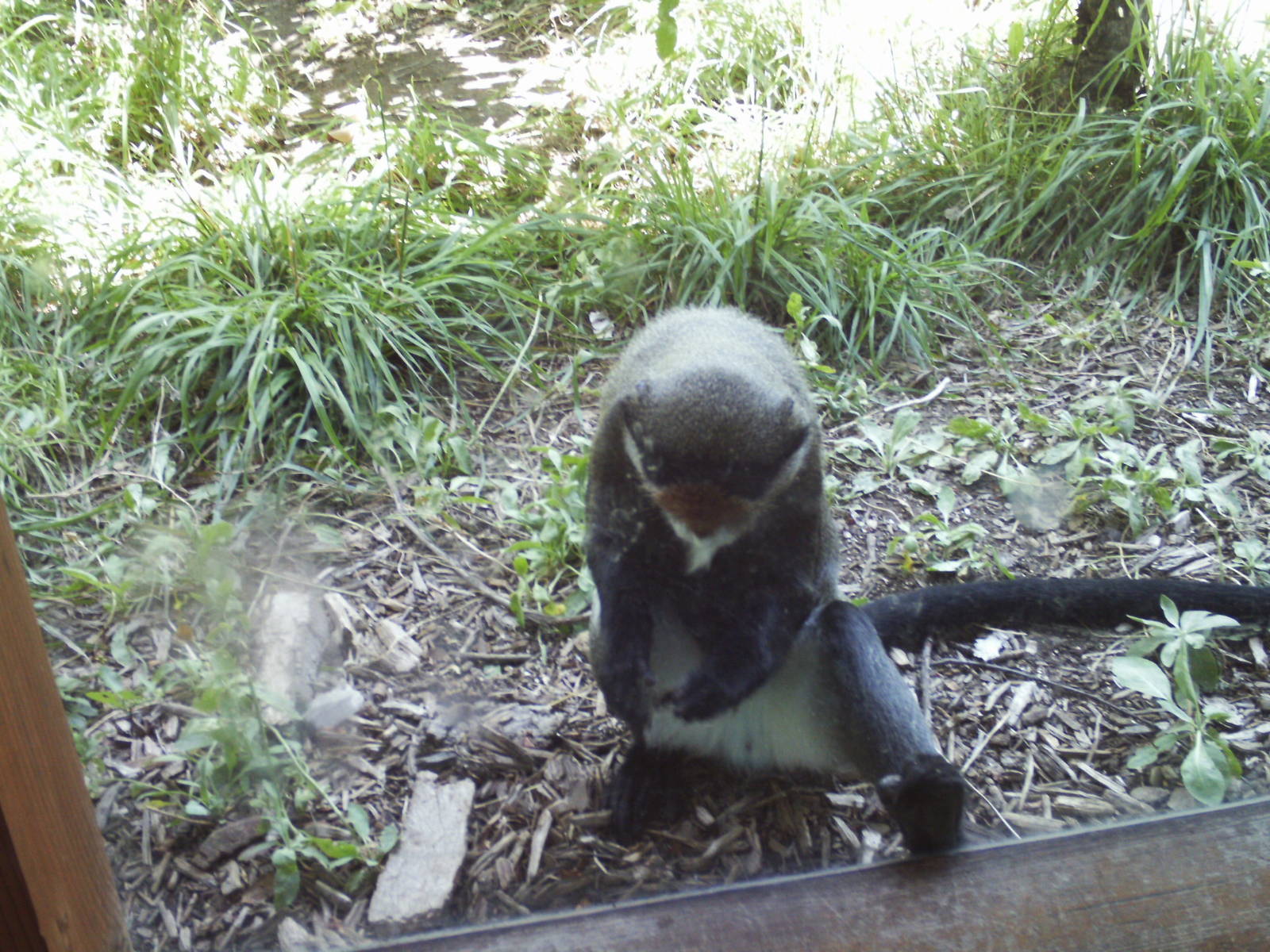 primate panorama- debrazza's monkey