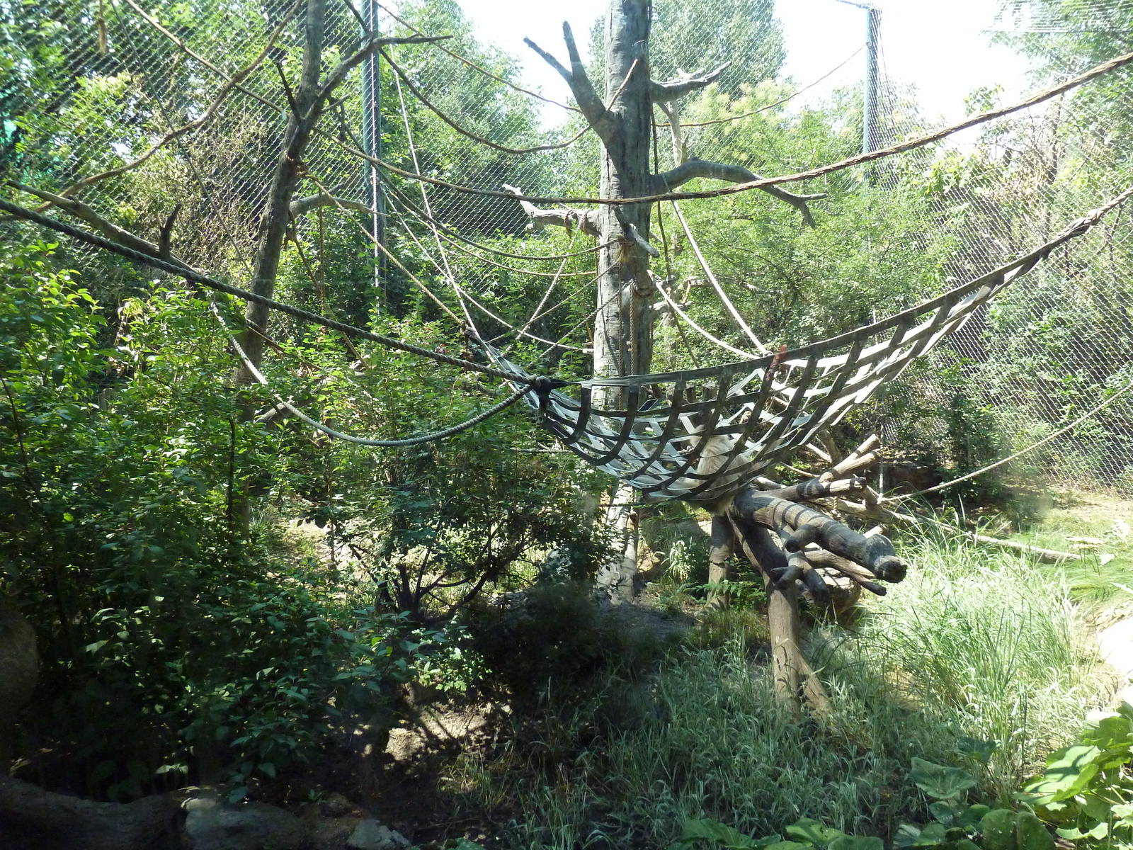 Primate Panorama - Golden-Cheeked Gibbon Exhibit