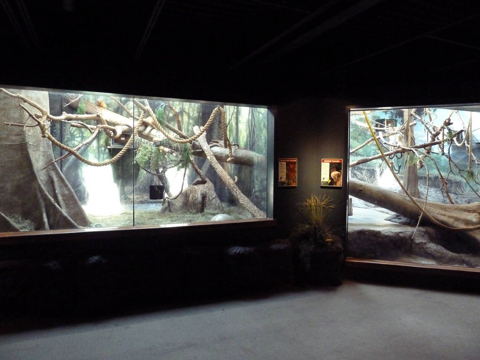 Primate Panorama - Golden Lion Tamarin + Emperor Tamarin Exhibits