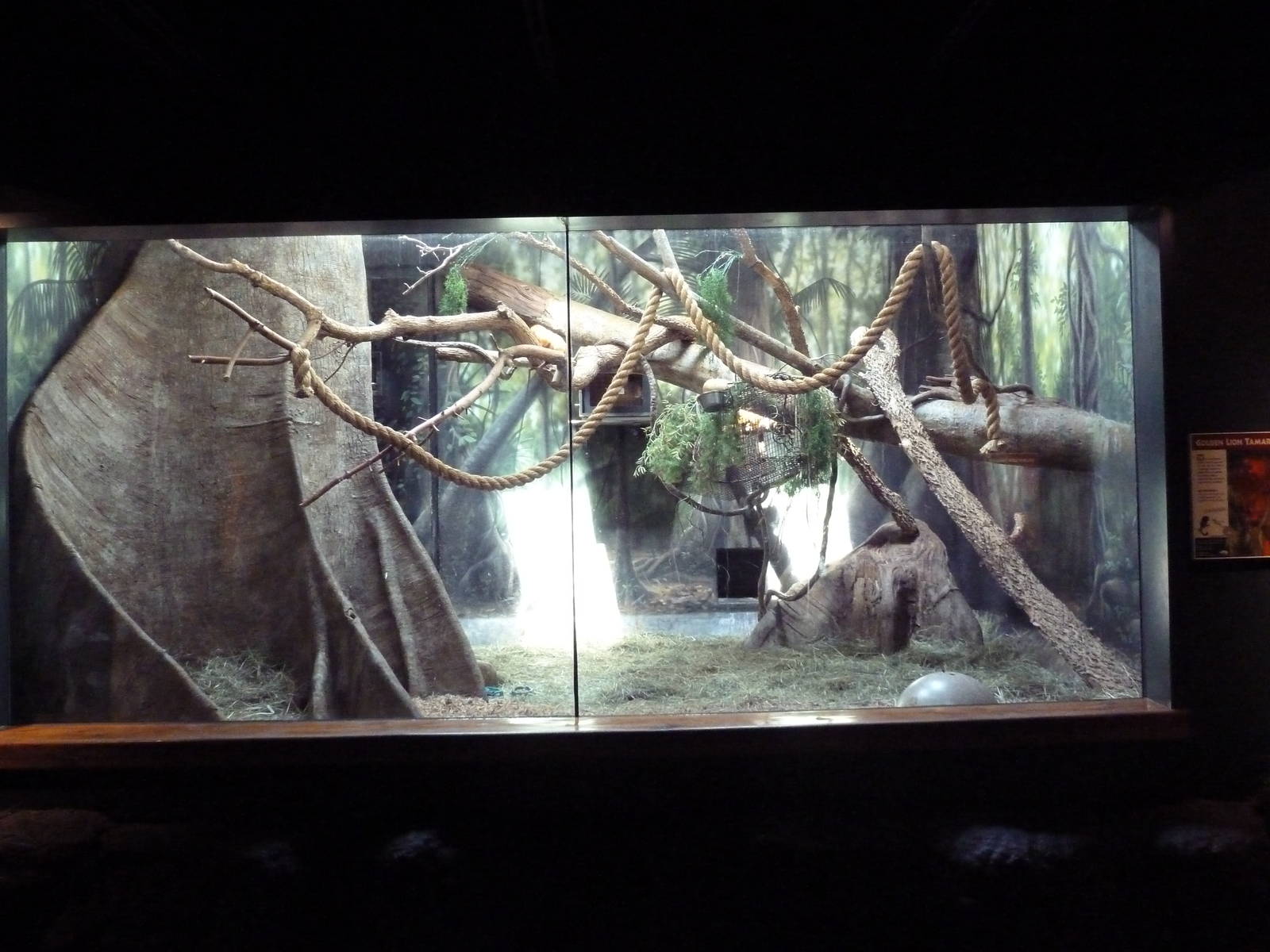 Primate Panorama - Golden Lion Tamarin Exhibit