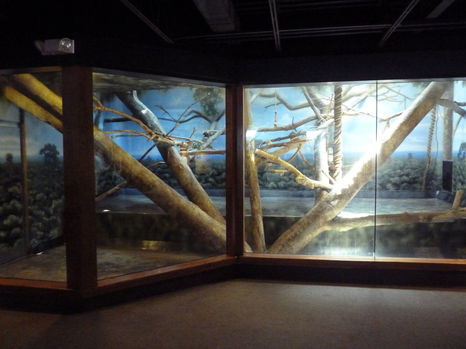 Primate Panorama - Golden Lion Tamarin Exhibit