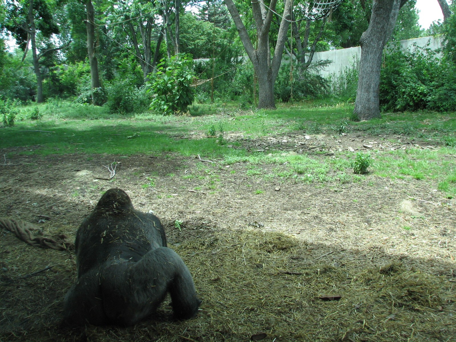 Primate Panorama - Gorilla Exhibit