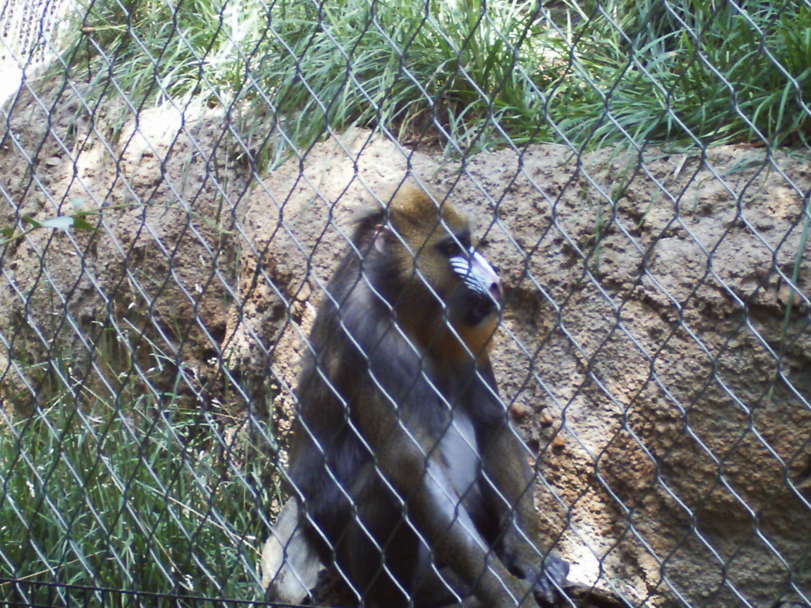 primate panorama- mandrill