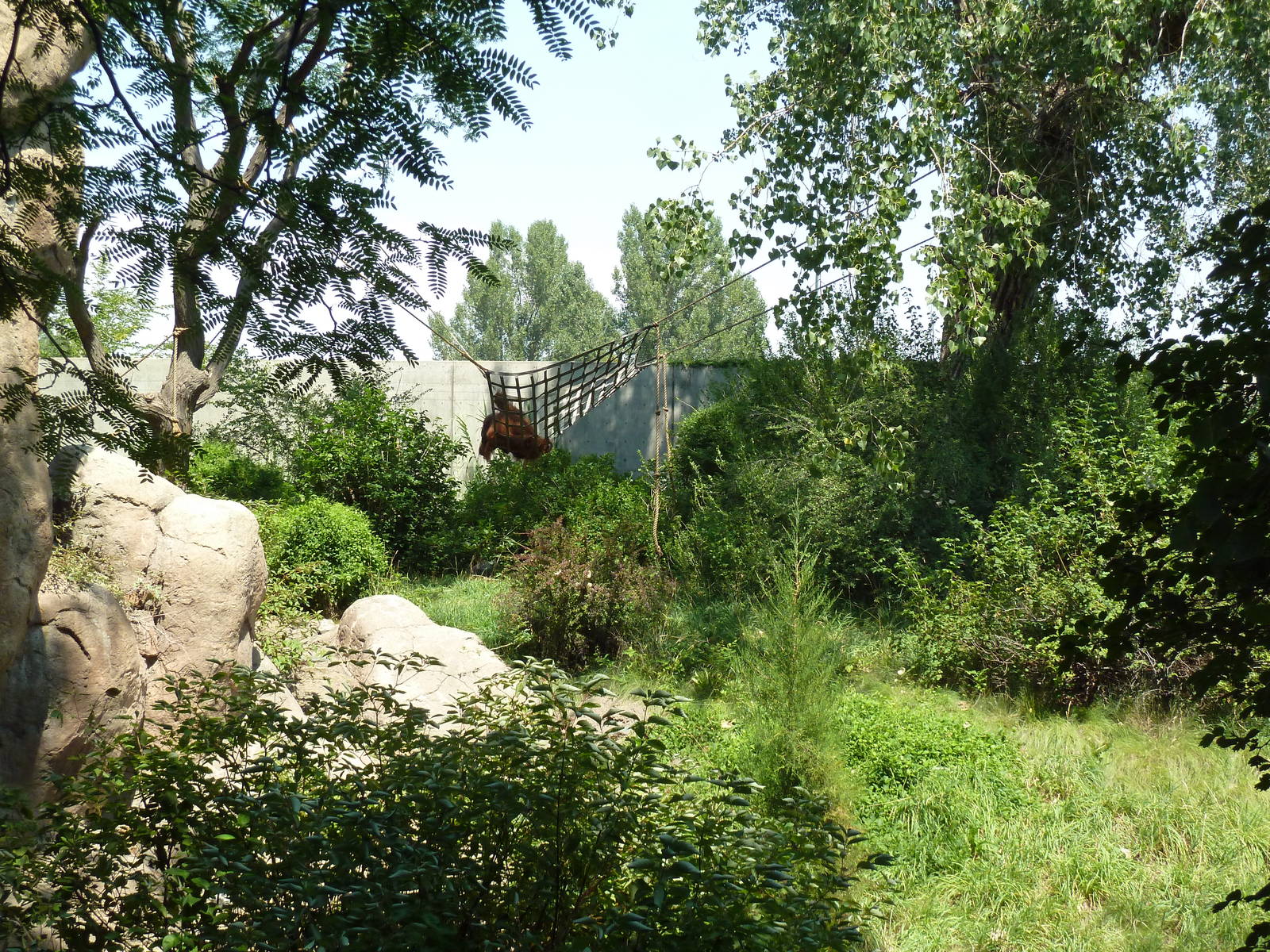 Primate Panorama - Orangutan Exhibit