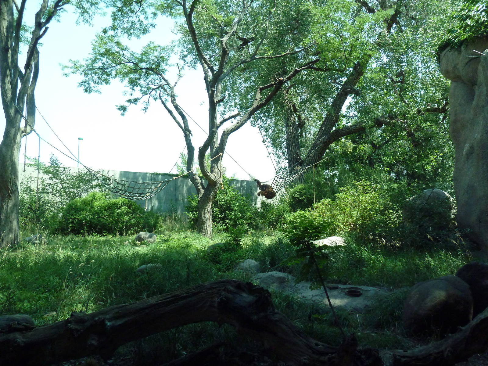 Primate Panorama - Orangutan Exhibit