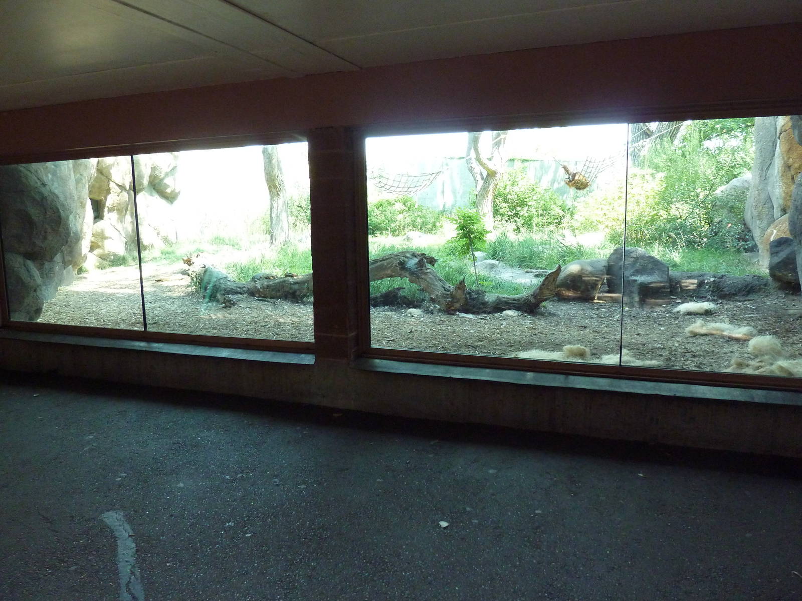 Primate Panorama - Orangutan Exhibit