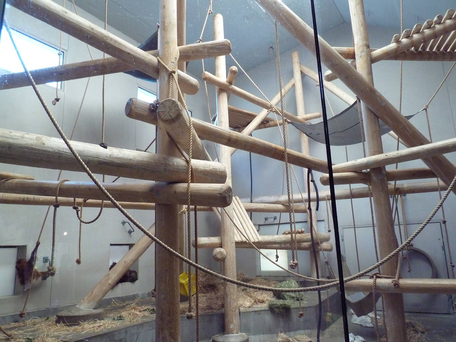 Primate Panorama - Orangutan Indoor Exhibit