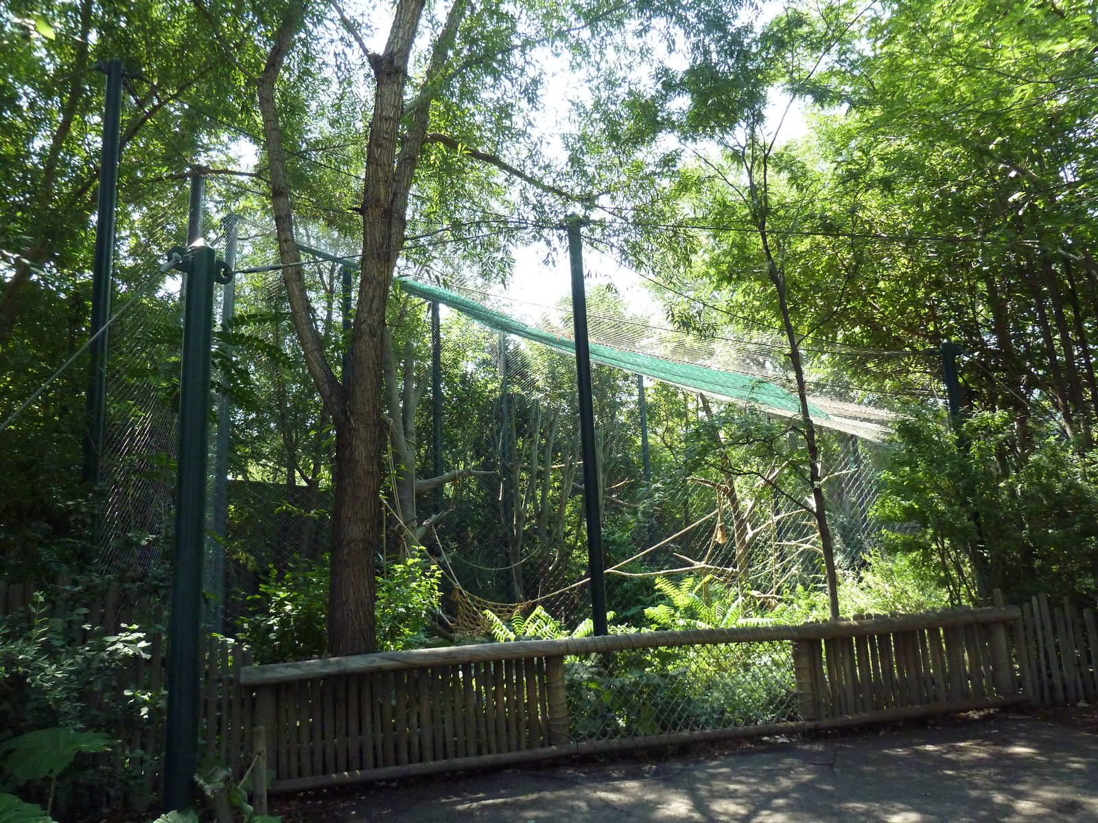 Primate Panorama - Red-Crowned Mangabey Exhibit