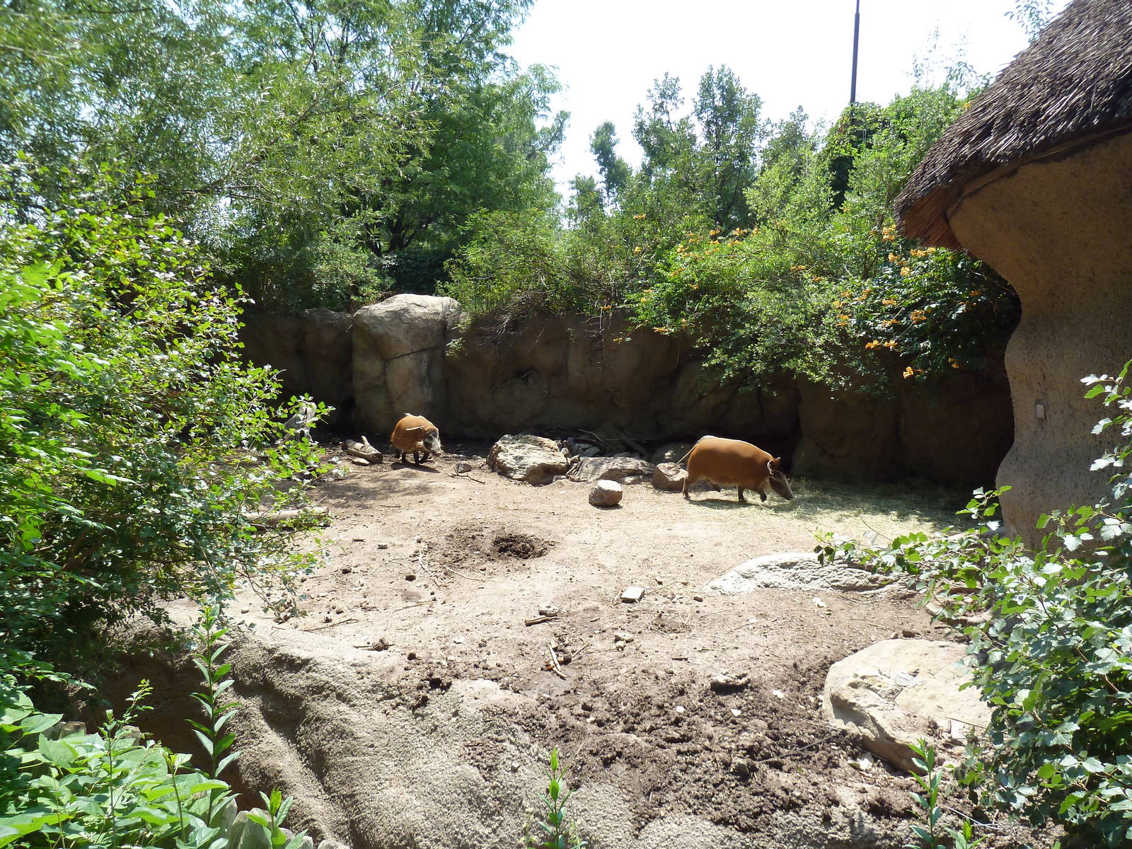 Primate Panorama - Red River Hog Exhibit #1
