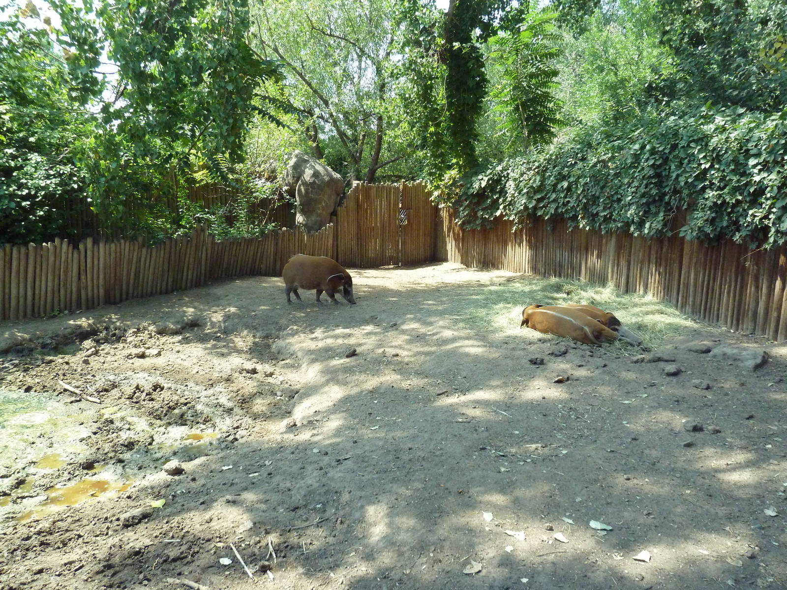 Primate Panorama - Red River Hog Exhibit #2