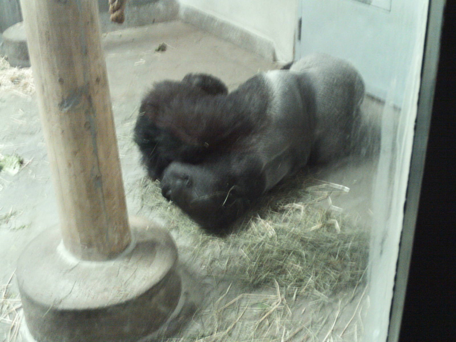 primate panorama- sleeping gorilla