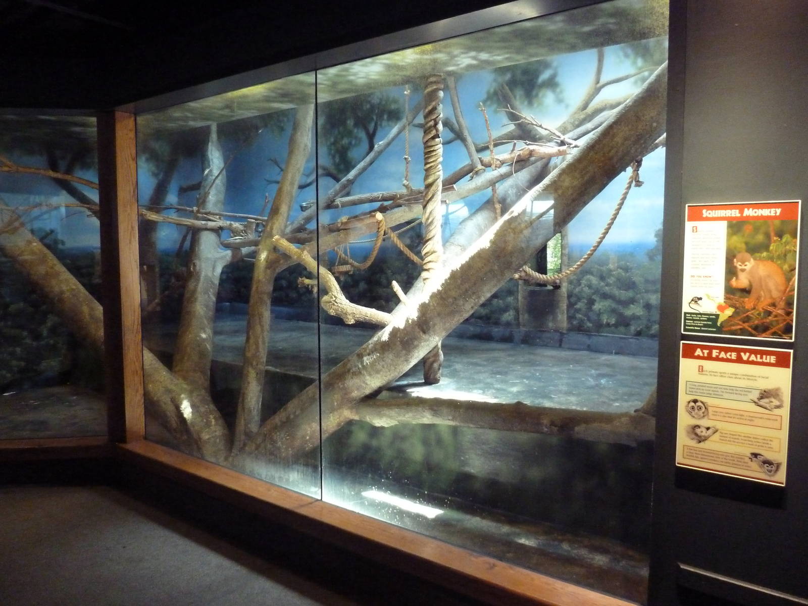 Primate Panorama - Squirrel Monkey Indoor Exhibit