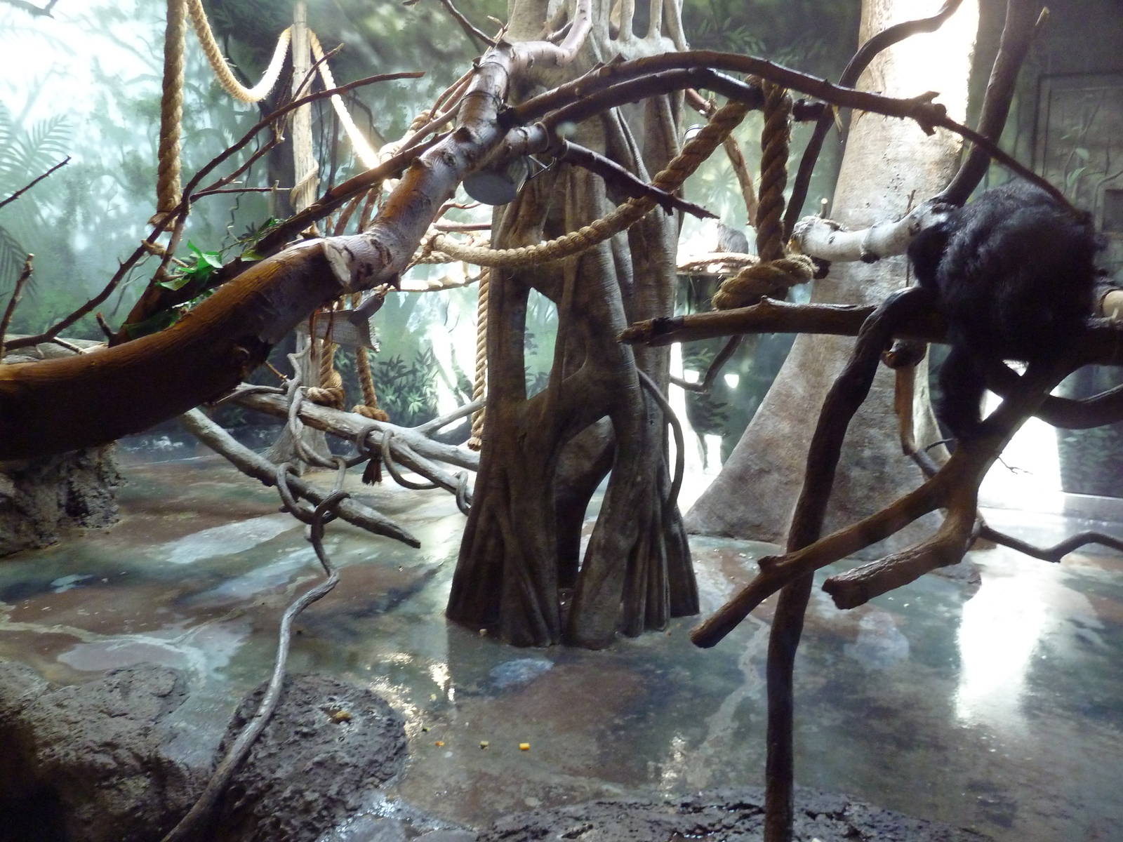 Primate Panorama - White-Faced Saki Monkey Exhibit