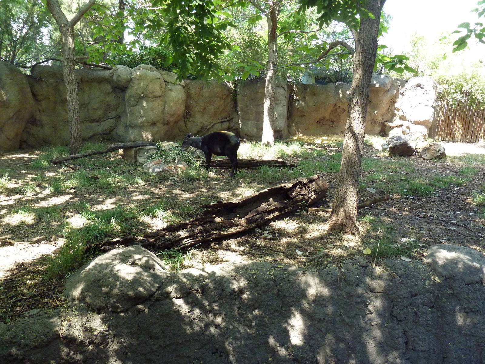 Primate Panorama - Yellow-Backed Duiker Exhibit
