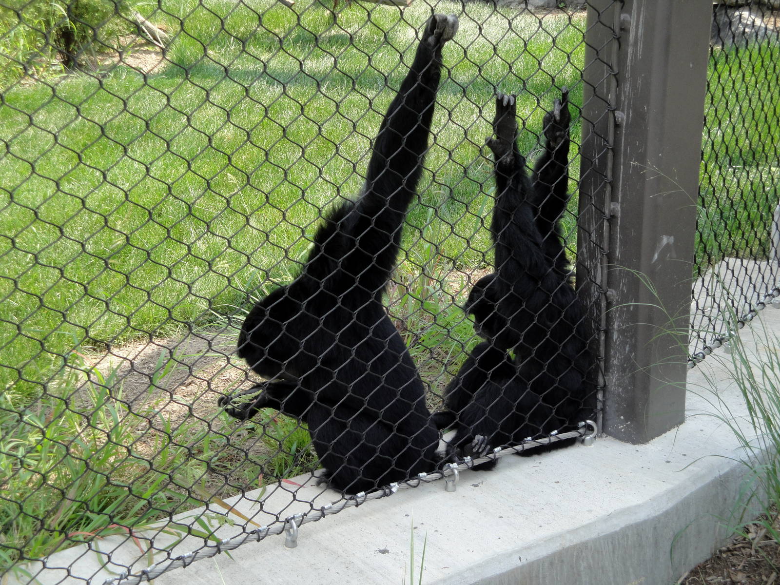 Primate Park - Siamangs