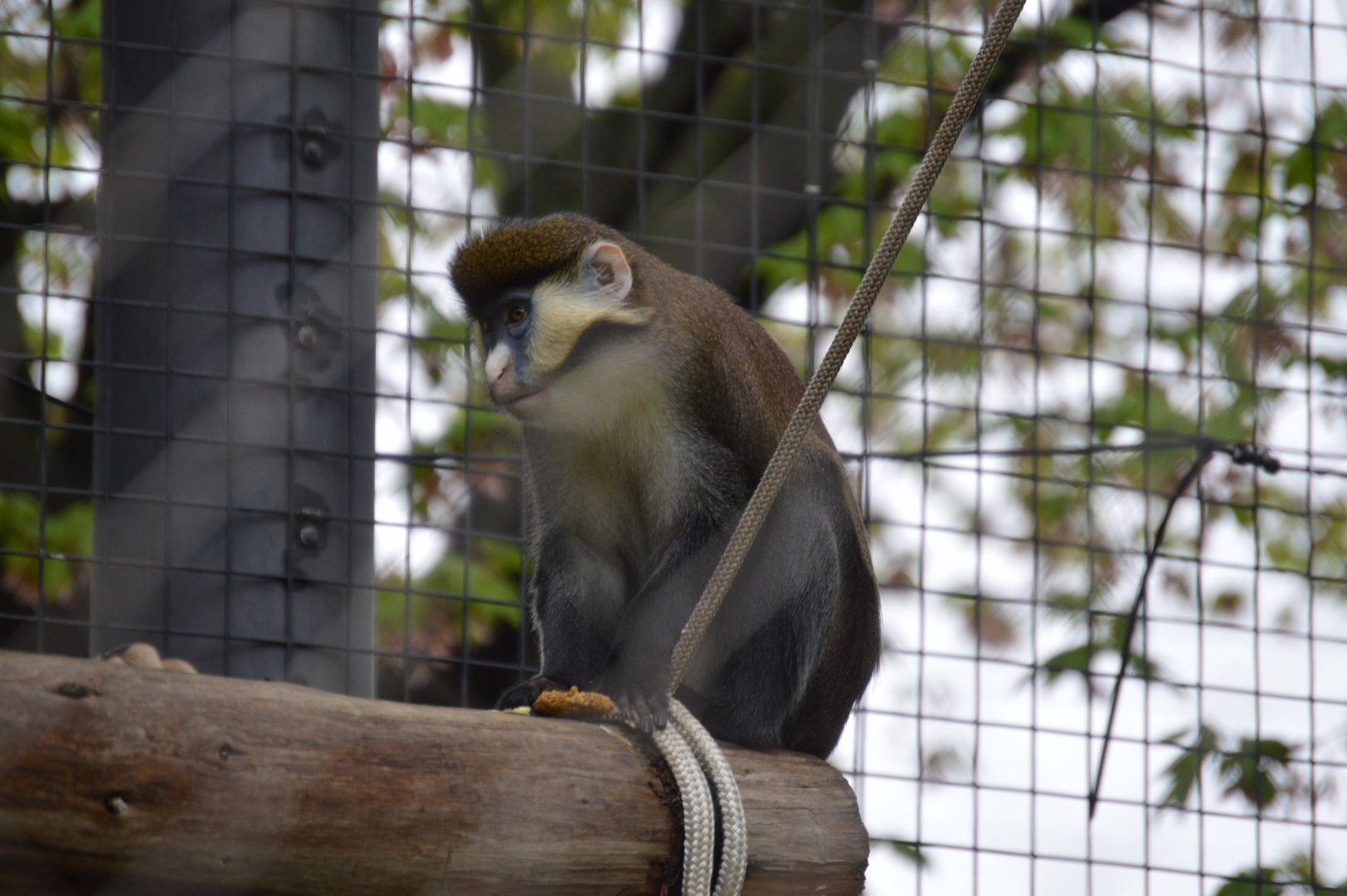Primate Passage - Red-tailed Monkey (Cercopithecus ascanius)