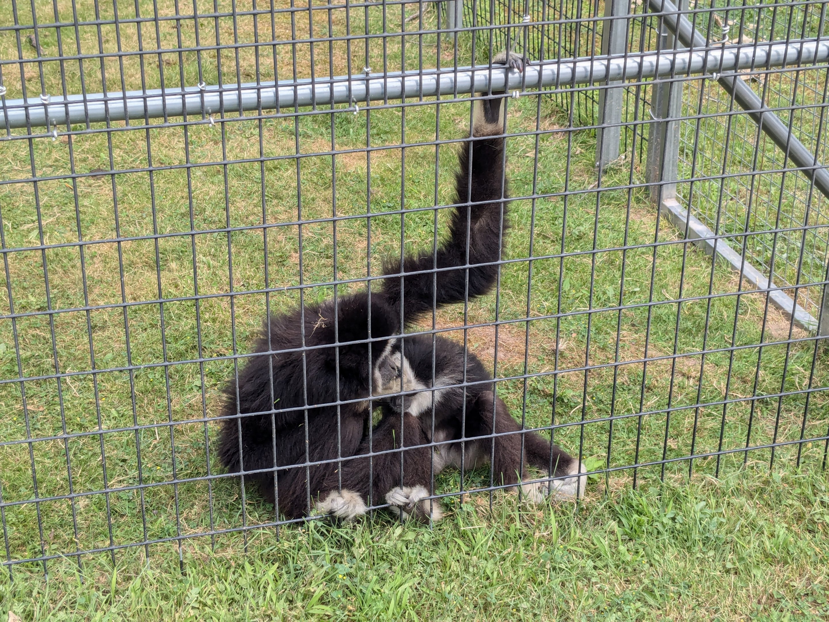 Primate Path - Lar's gibbon