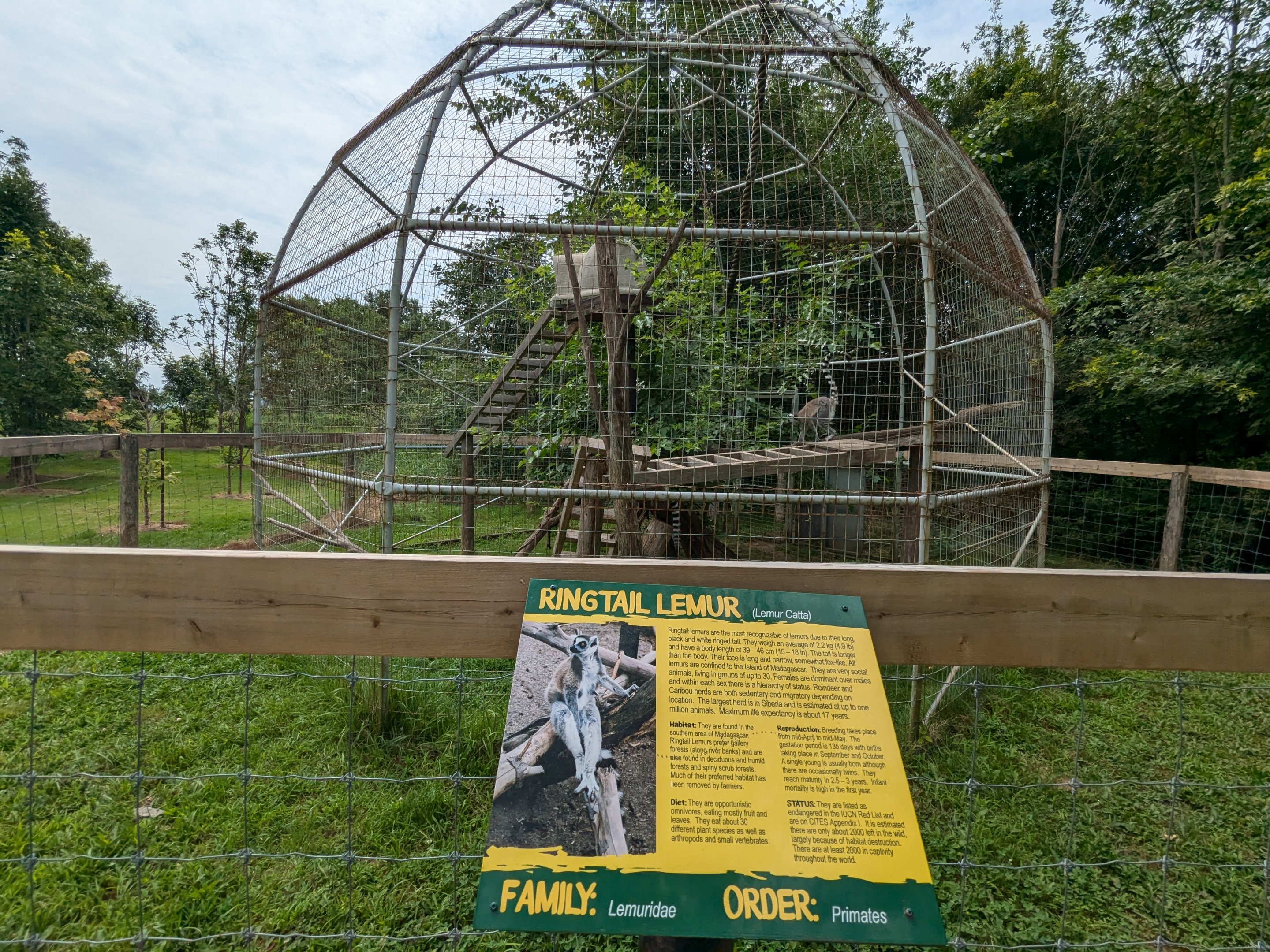 Primate Path - Ring-tailed Lemur
