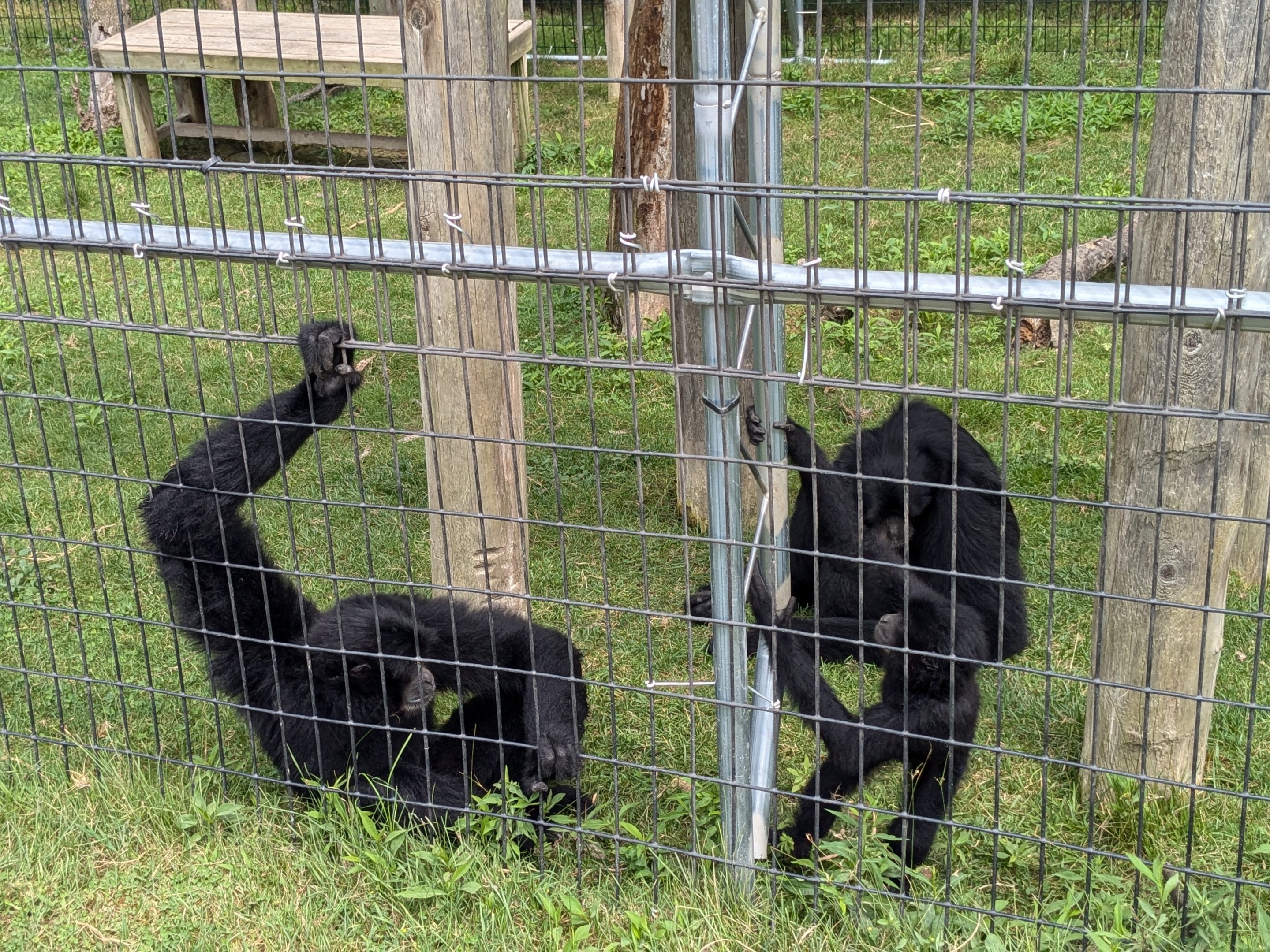 Primate Path - Siamang #1
