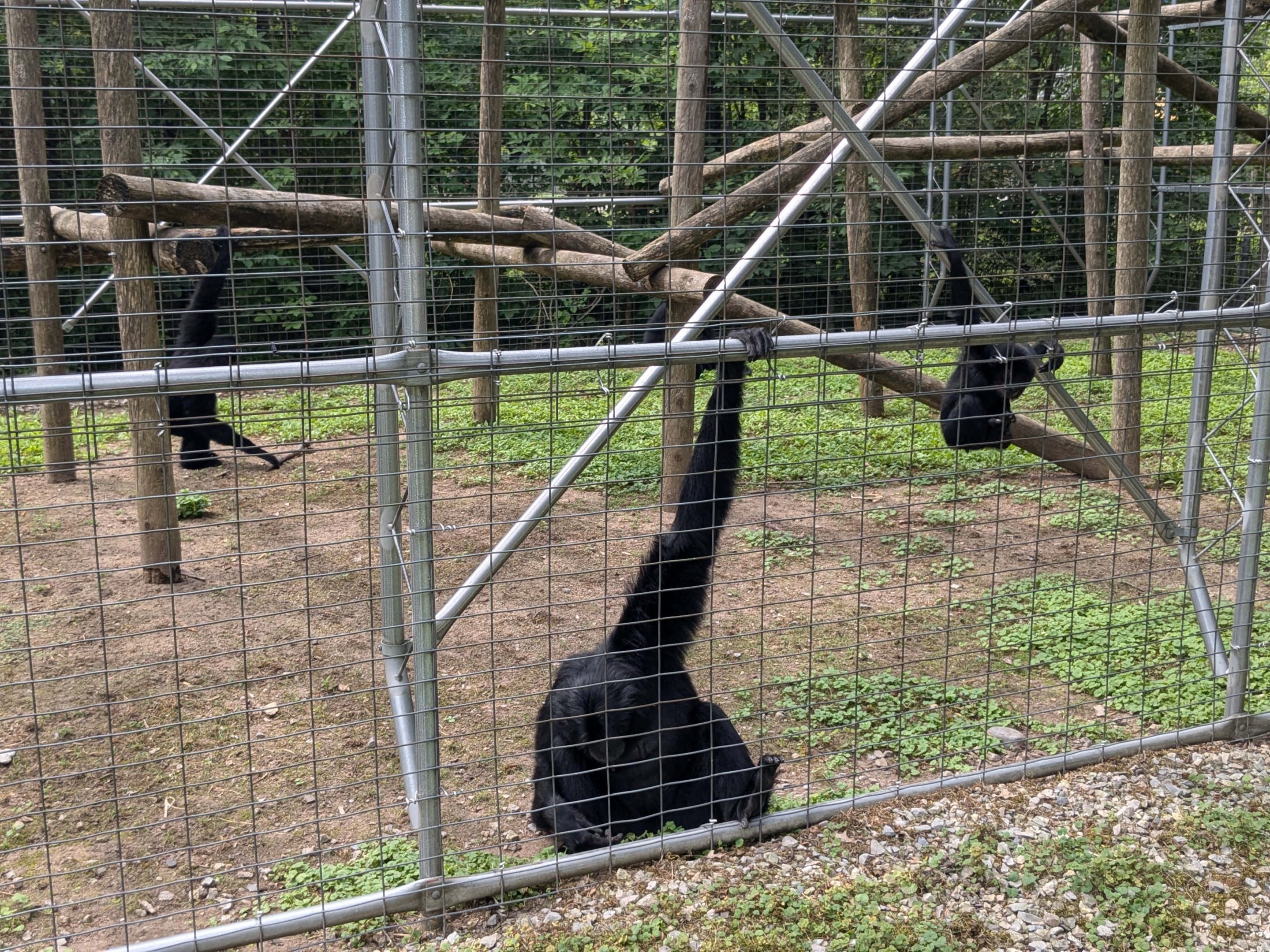 Primate Path - Siamang #2