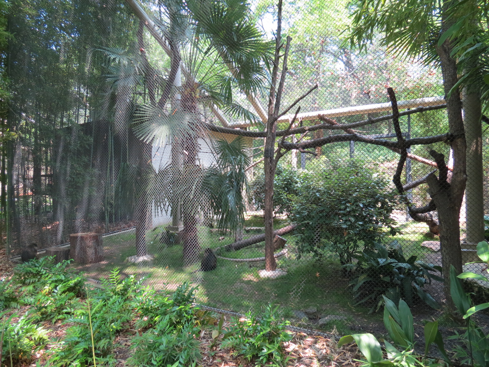 Primate Place - Allens Swamp Monkey and Mona Monkey Exhibit