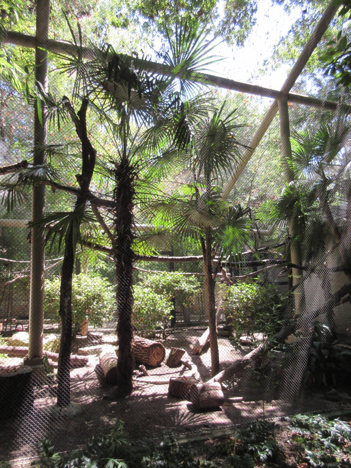 Primate Place - Allen's Swamp Monkey/Mona Monkey Exhibit