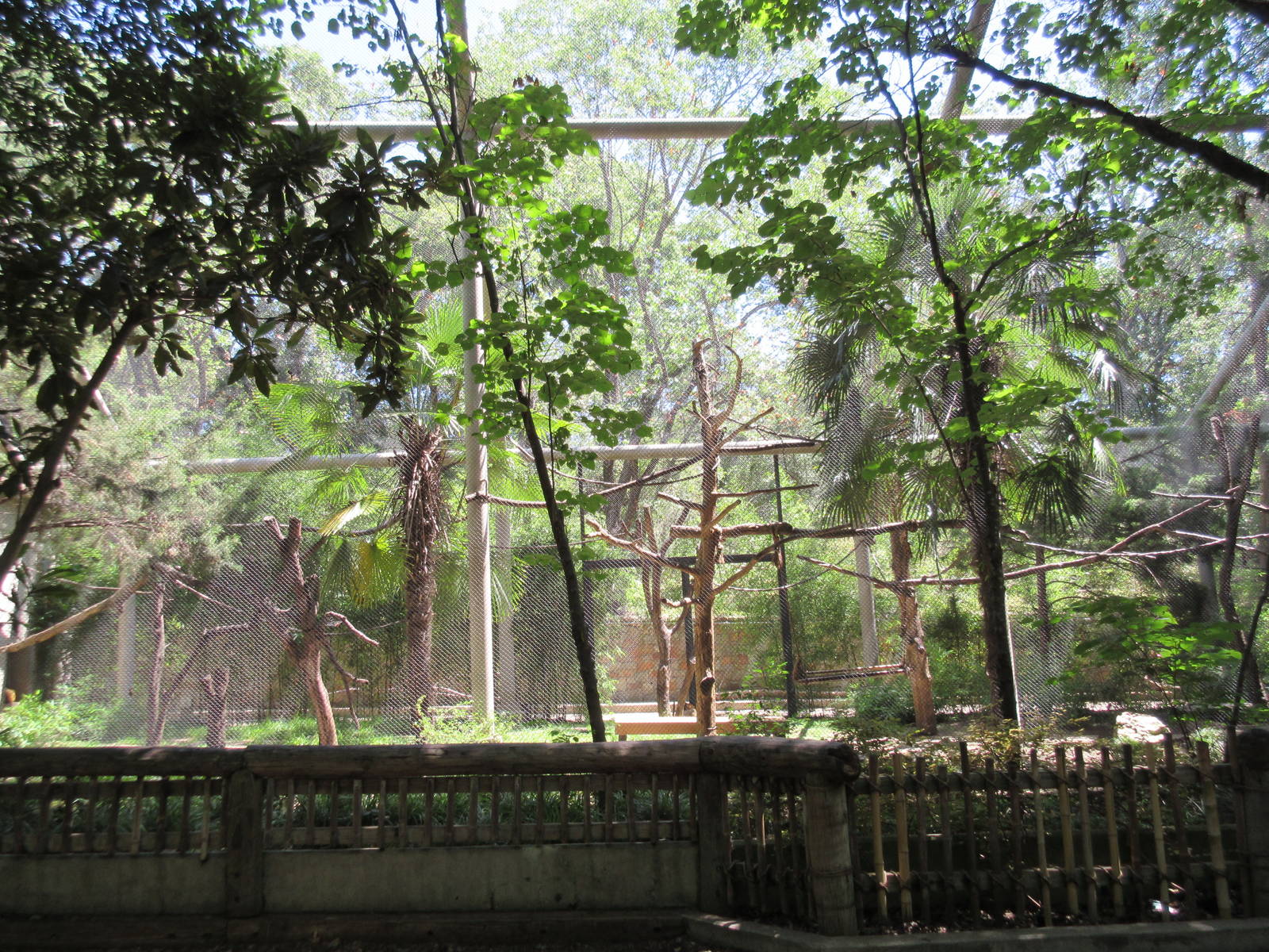 Primate Place - Black-Handed Spider Monkey Exhibit