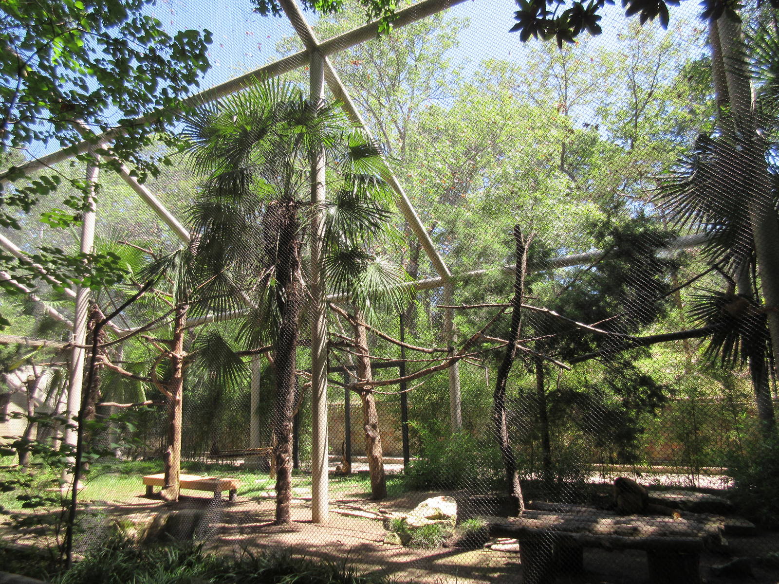 Primate Place - Black-Handed Spider Monkey Exhibit