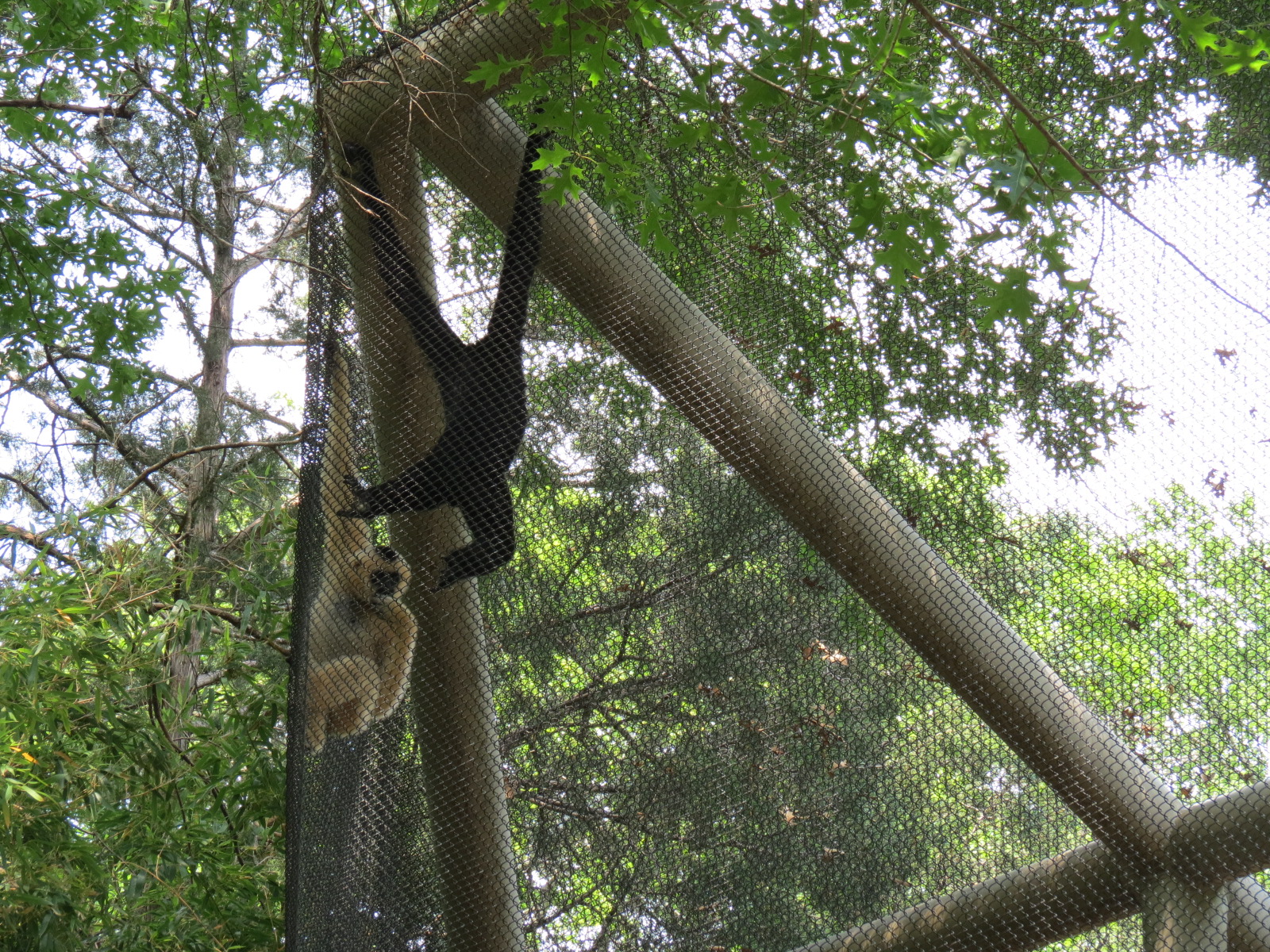 Primate Place - White-cheeked Gibbon Exhibit