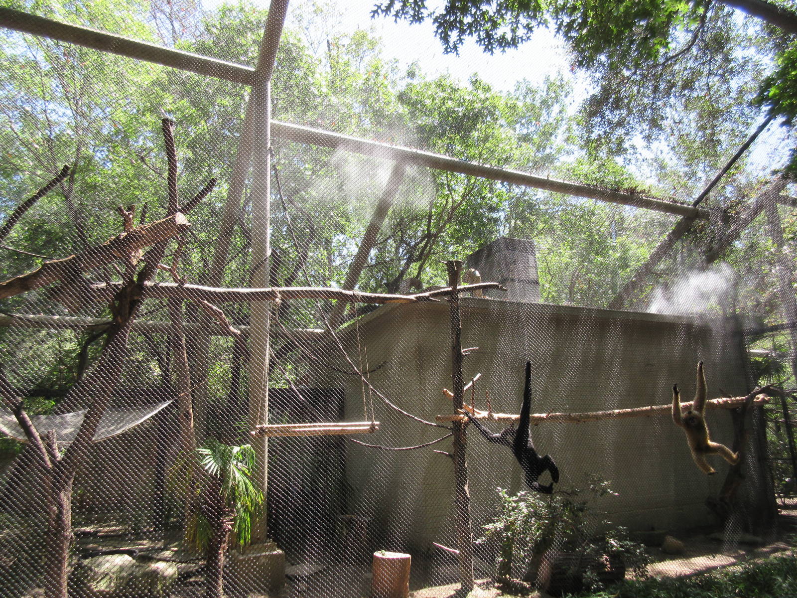 Primate Place - White-Cheeked Gibbon Exhibit