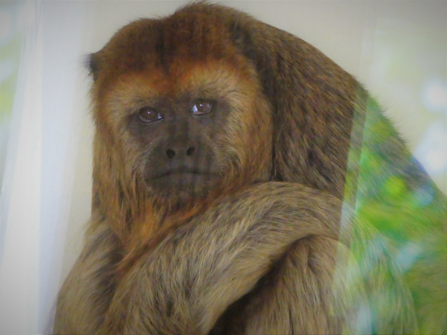 Primate Point - Black Howler Monkey