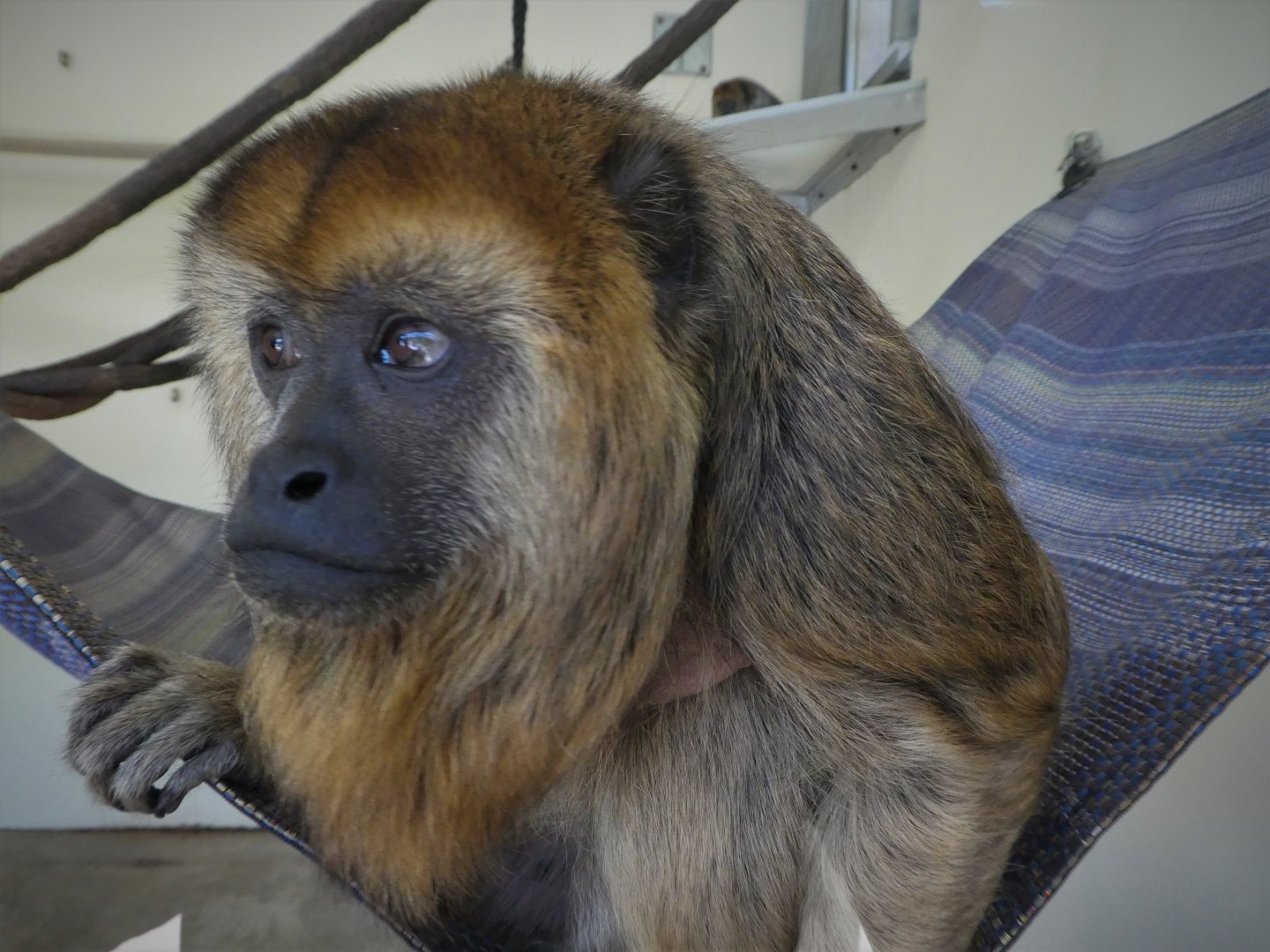 Primate Point - Black Howler