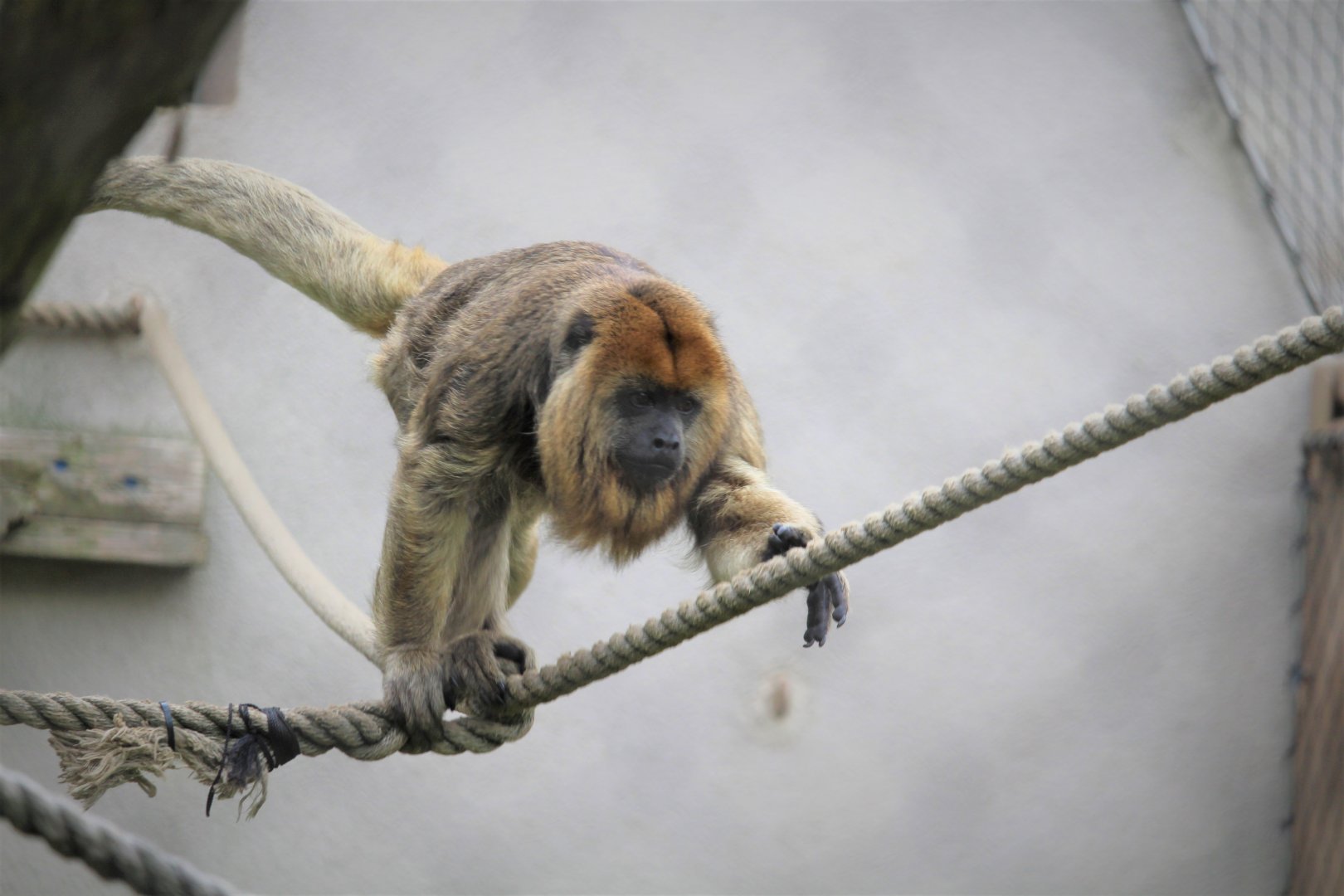 Primate Point - Black Howler