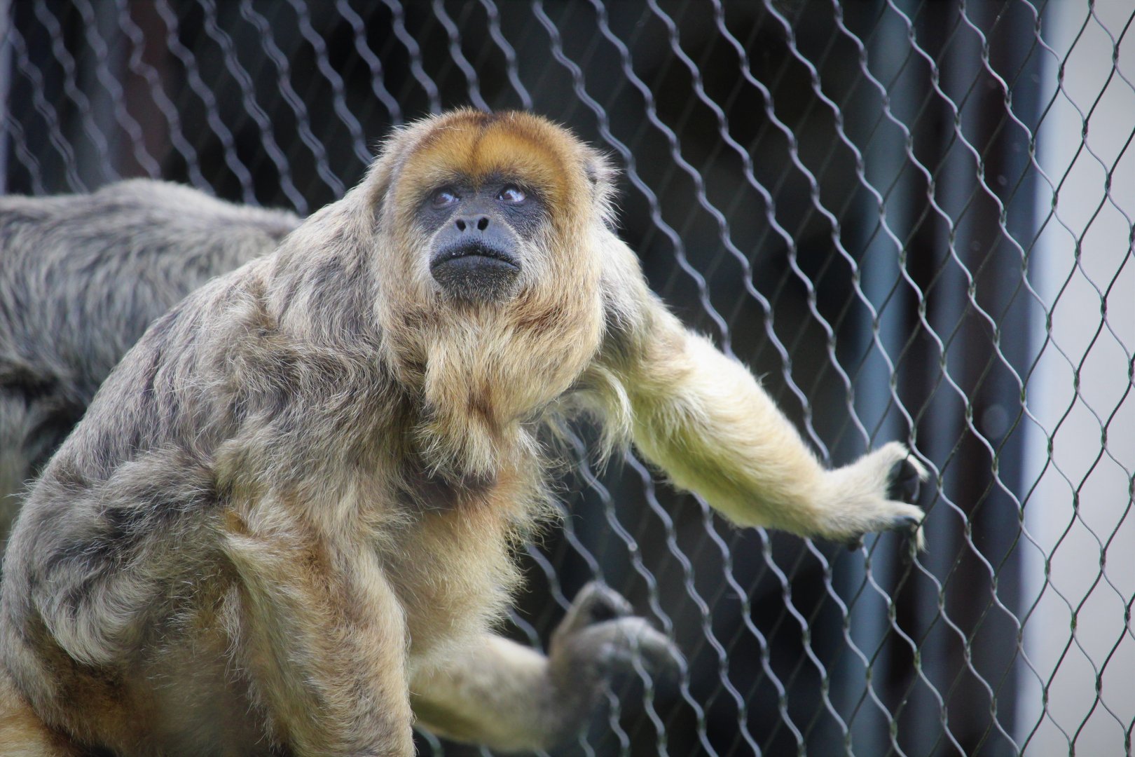 Primate Point - Black Howler