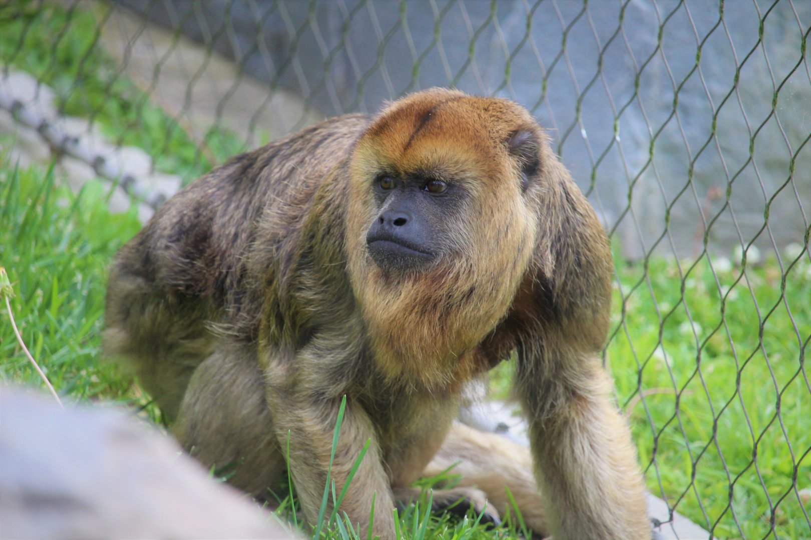 Primate Point - Black Howler