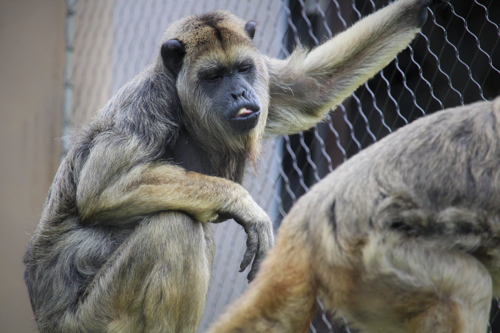 Primate Point - Black Howler