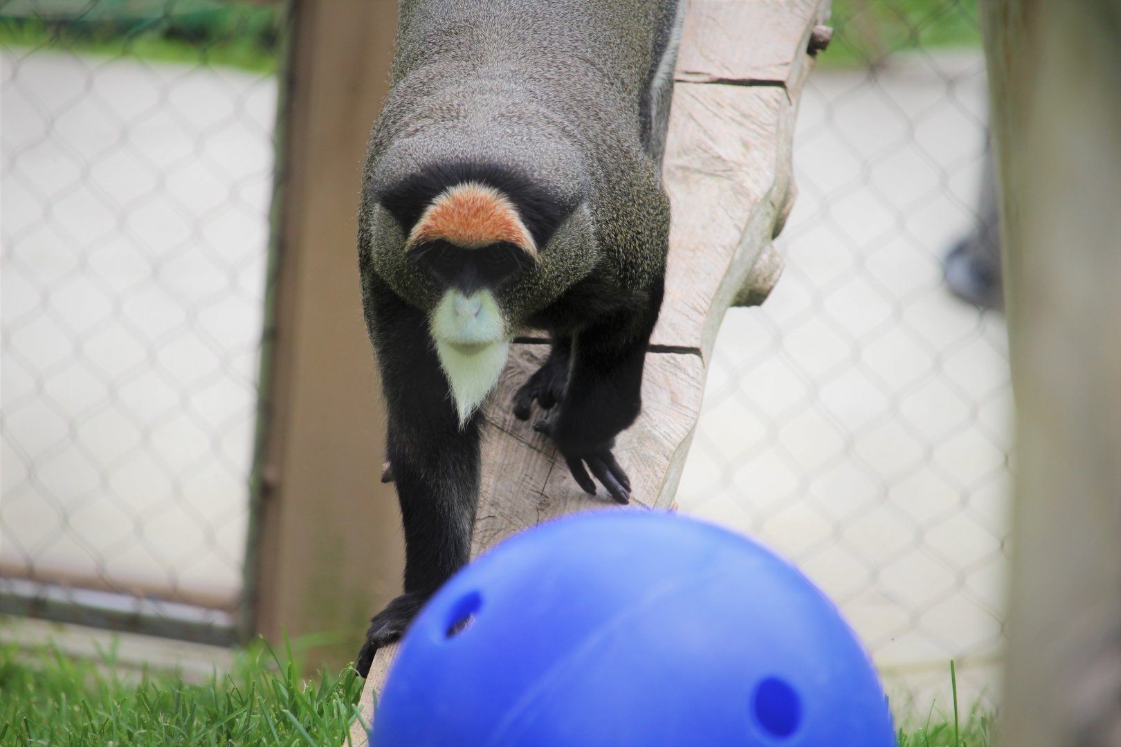 Primate Point - De Brazza's Monkey