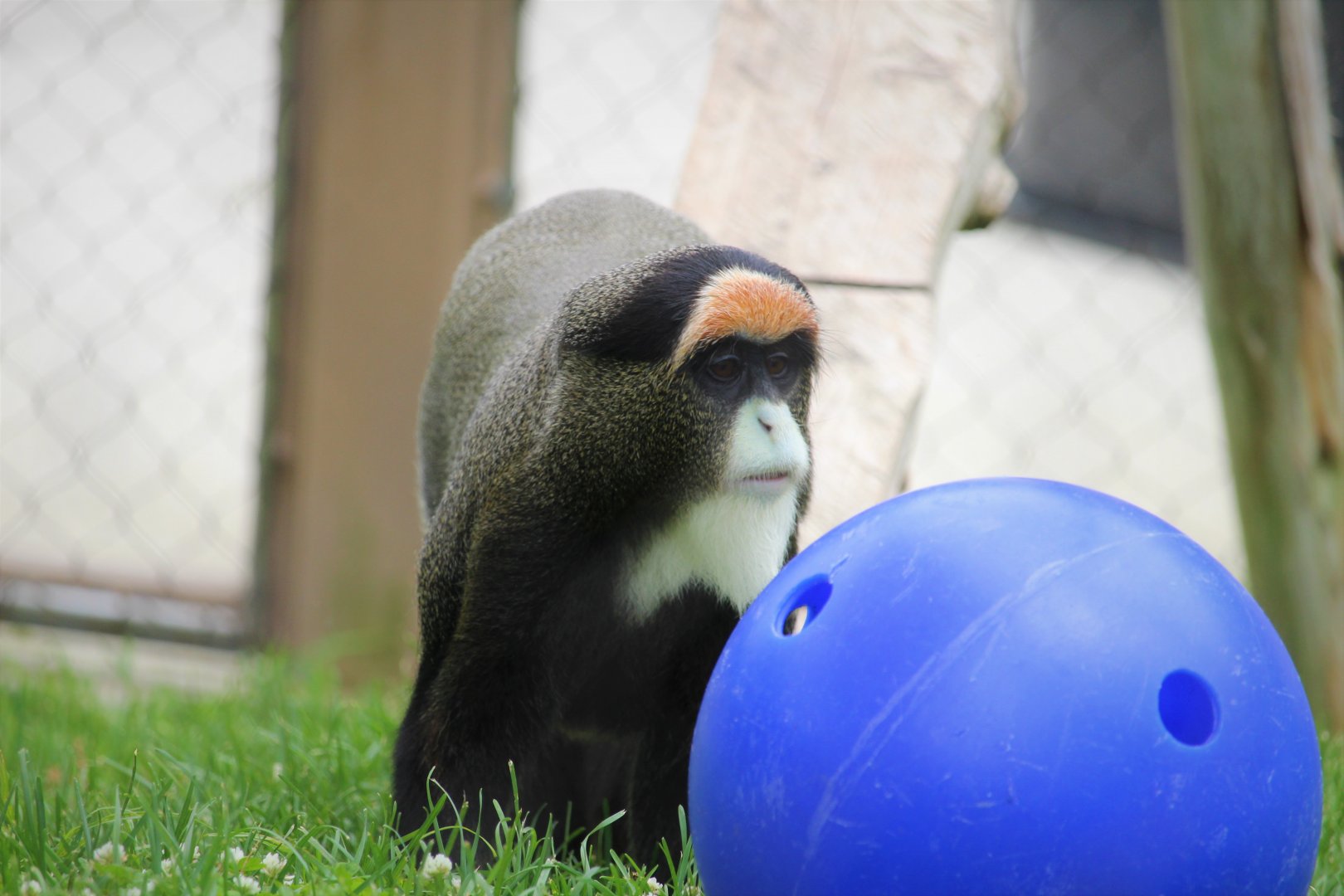 Primate Point - De Brazza's Monkey